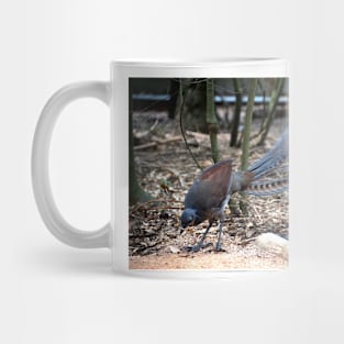 Lyrebird Display Mug